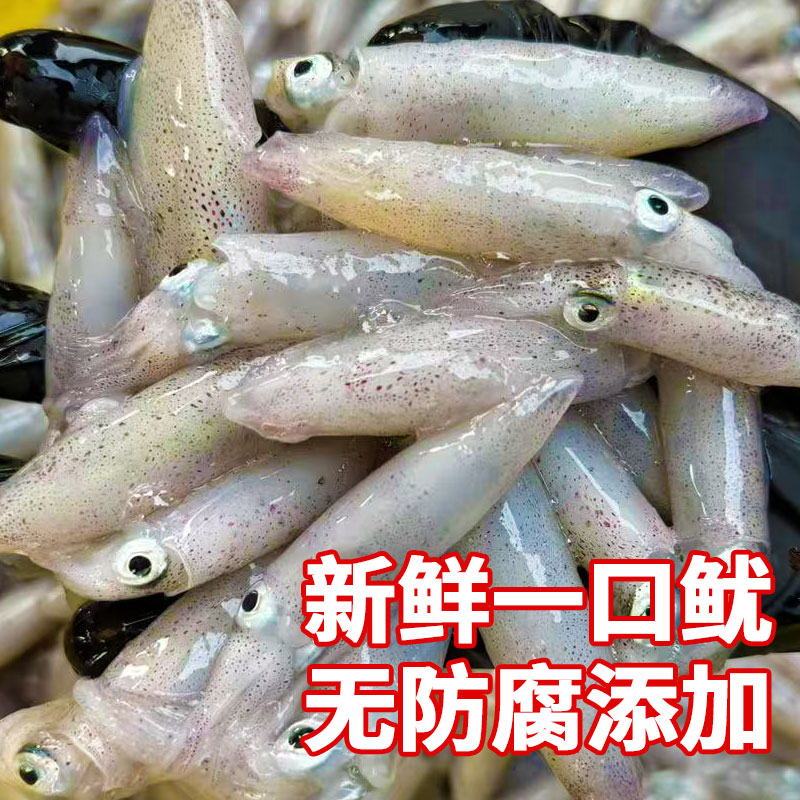 野生一口鱿 北部湾鱿鱼新鲜笔管小管