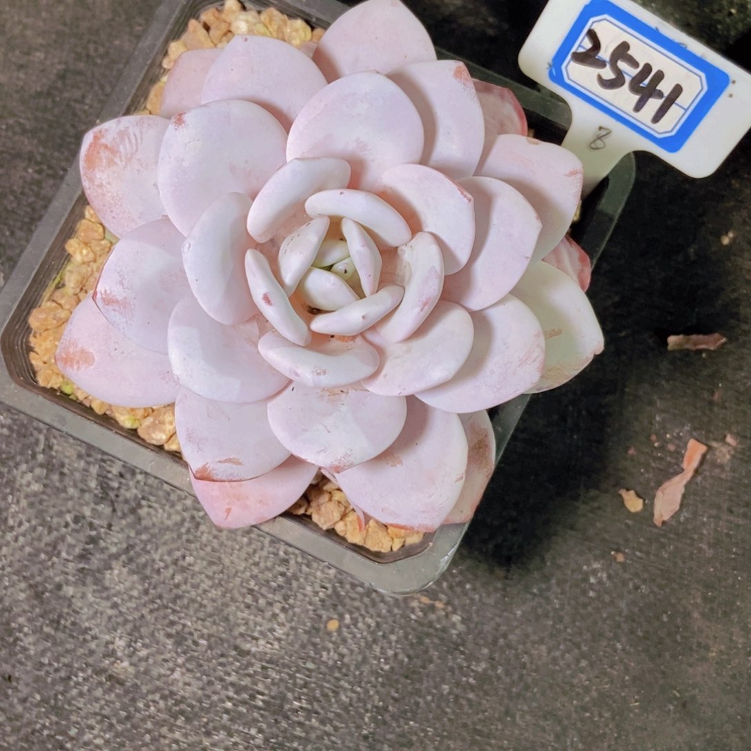 当***归2541雪莲单头一颗