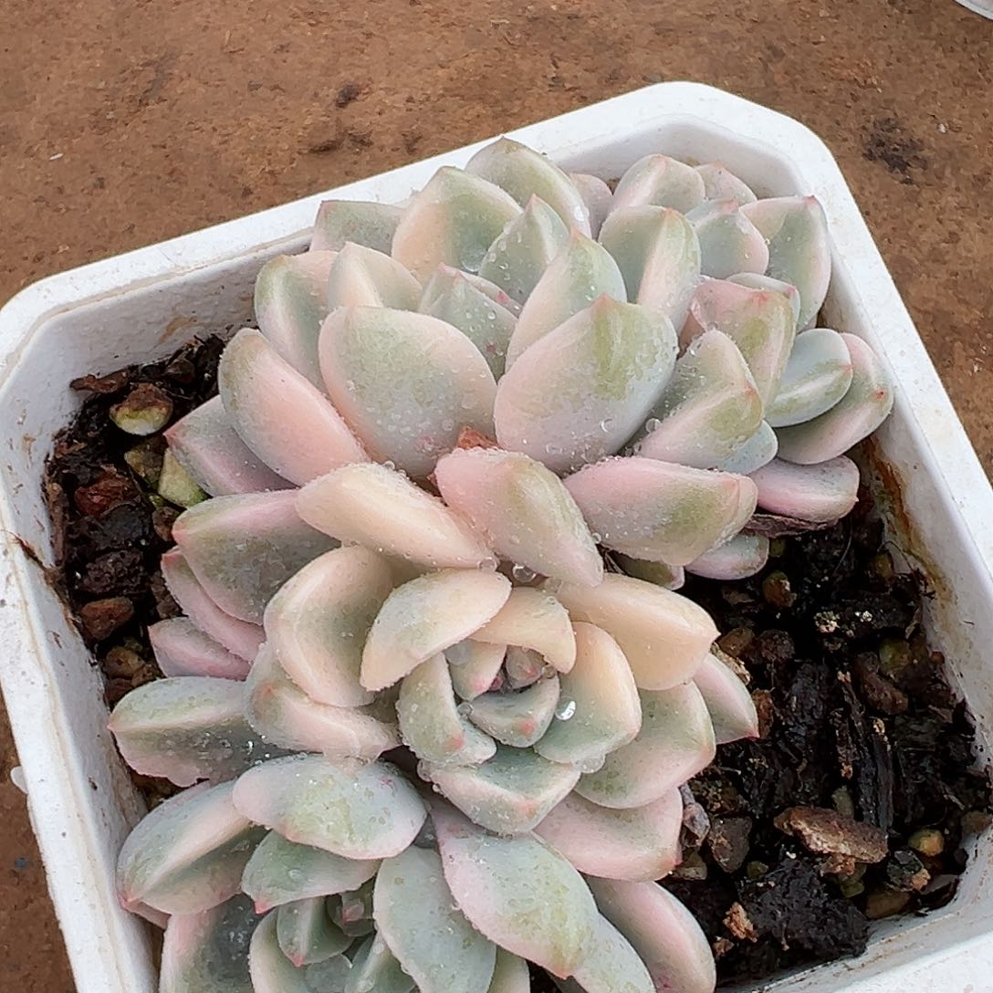 红粉佳人锦，多肉植物