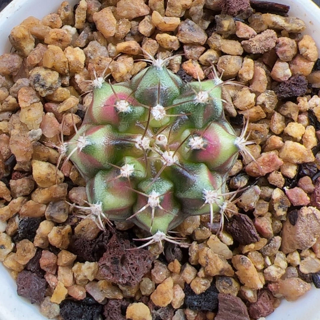 当前无花朵，栽培后可花朵