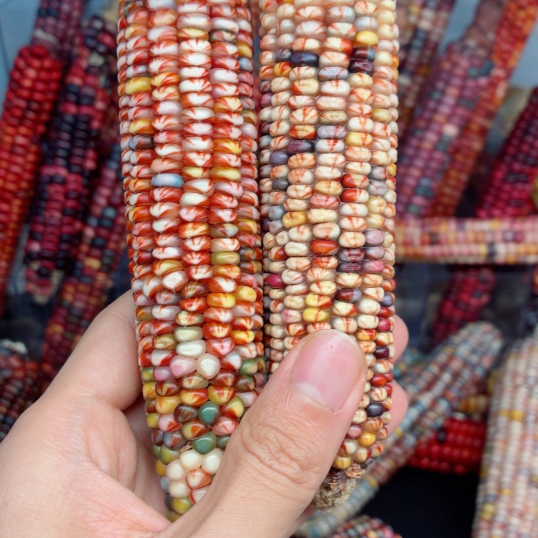 M***持白玉菩提吊坠文玩精品文玩精品