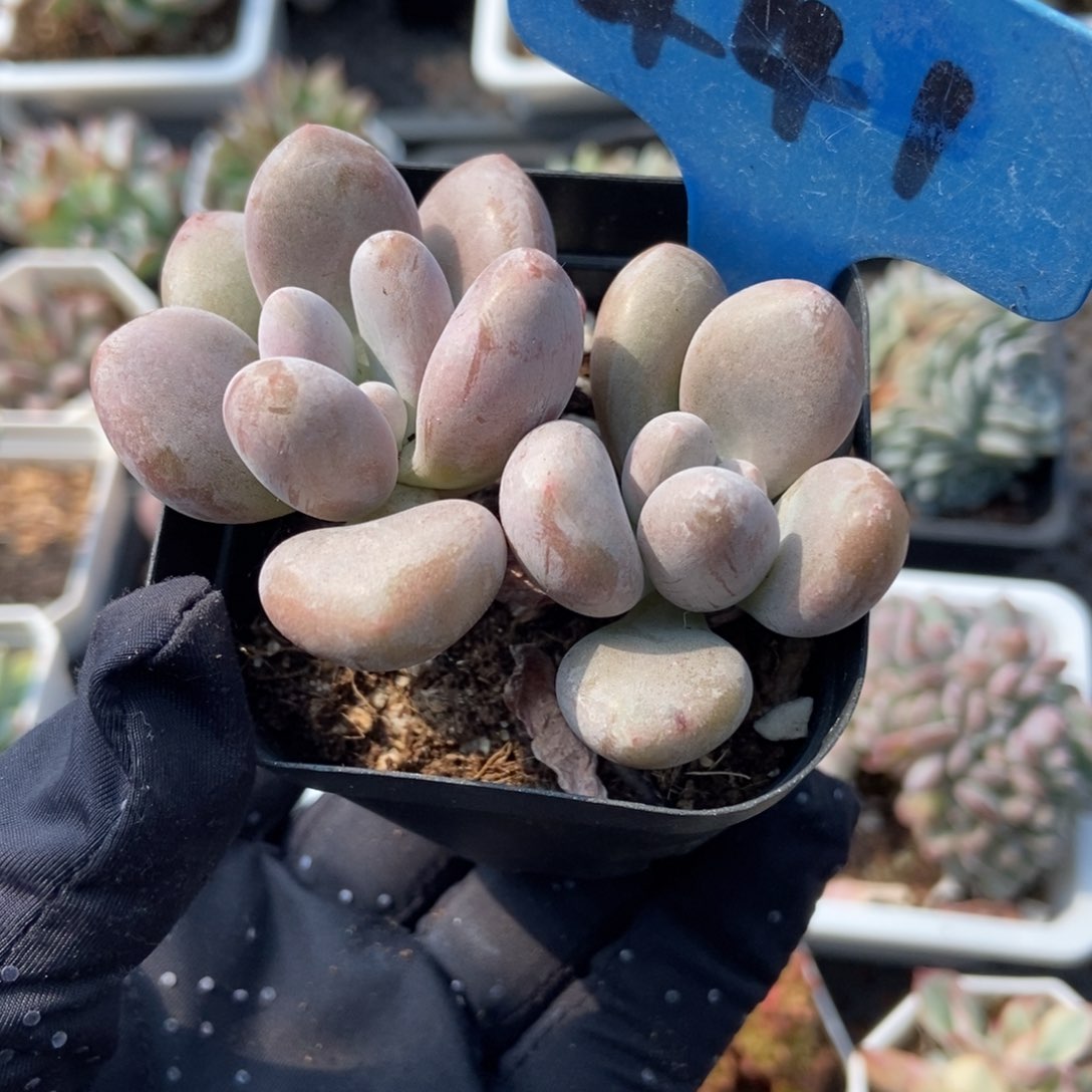 441原始虞美人多肉植物保护