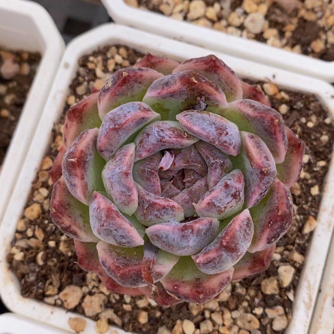 一物一拍多肉好看又便宜可问品种_暗黑系