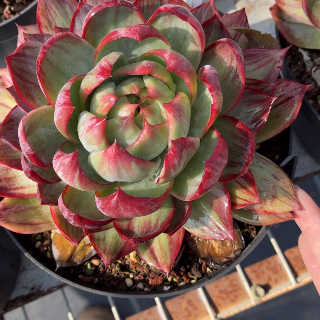 °***༒多肉植物0399………….