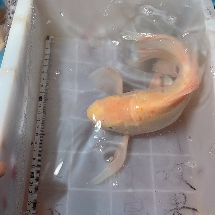 大***牙蝴蝶鲤鱼渔场直发56