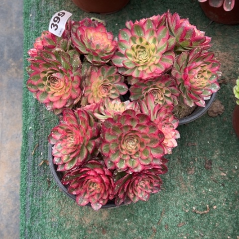 399倾城多肉3颗，