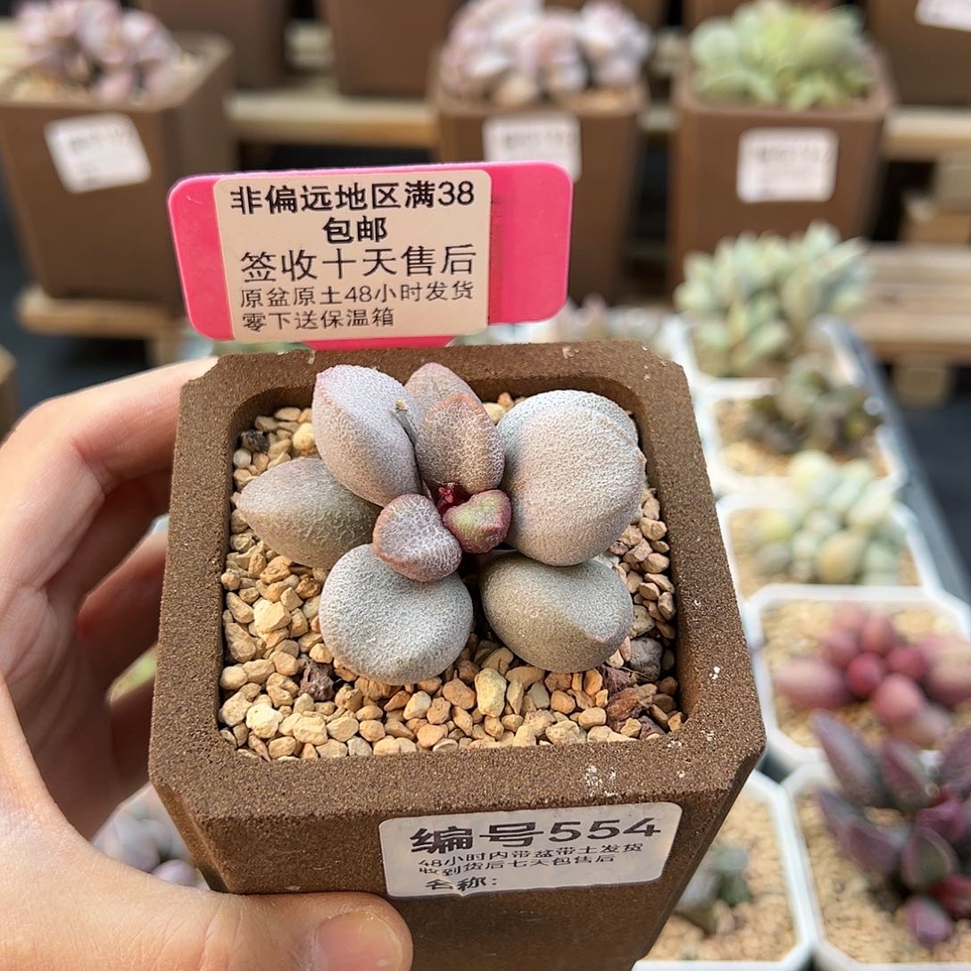 554甜心多肉植物