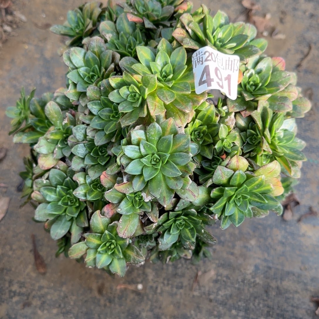 花茶491满20包邮断枝不包