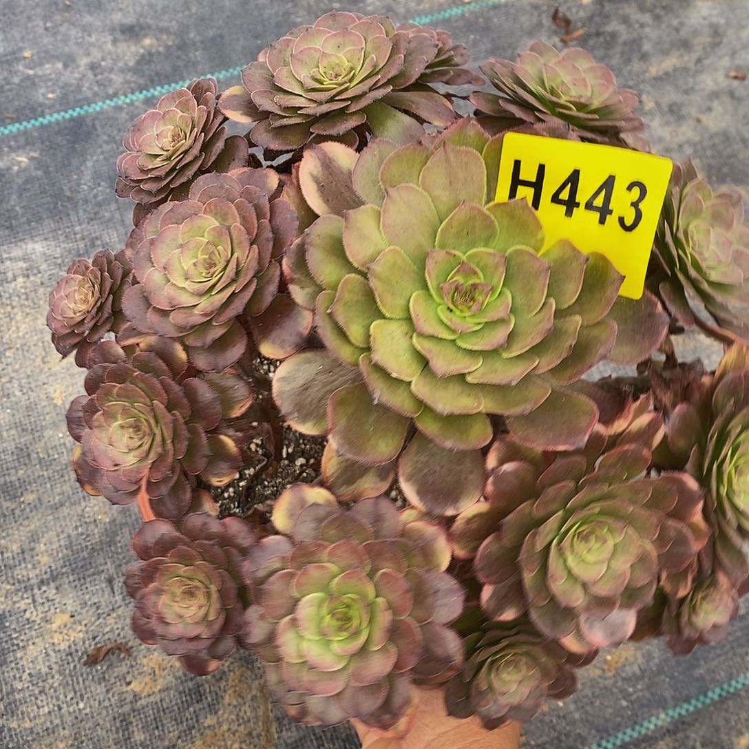 张***^443烟花44444444444