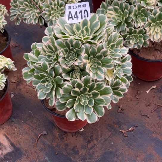 410迈巴赫不包断枝