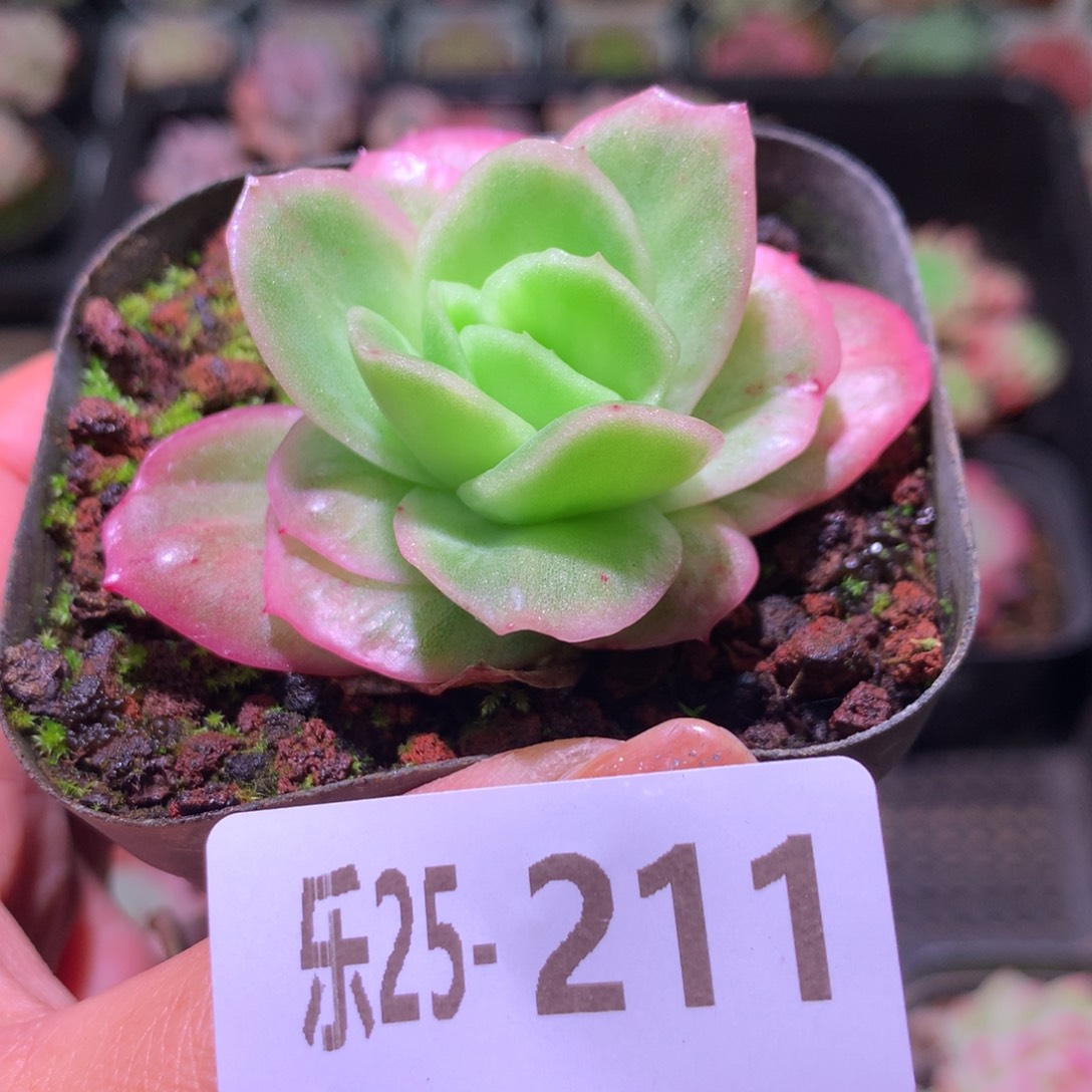 乐然25-211 冰玫瑰 