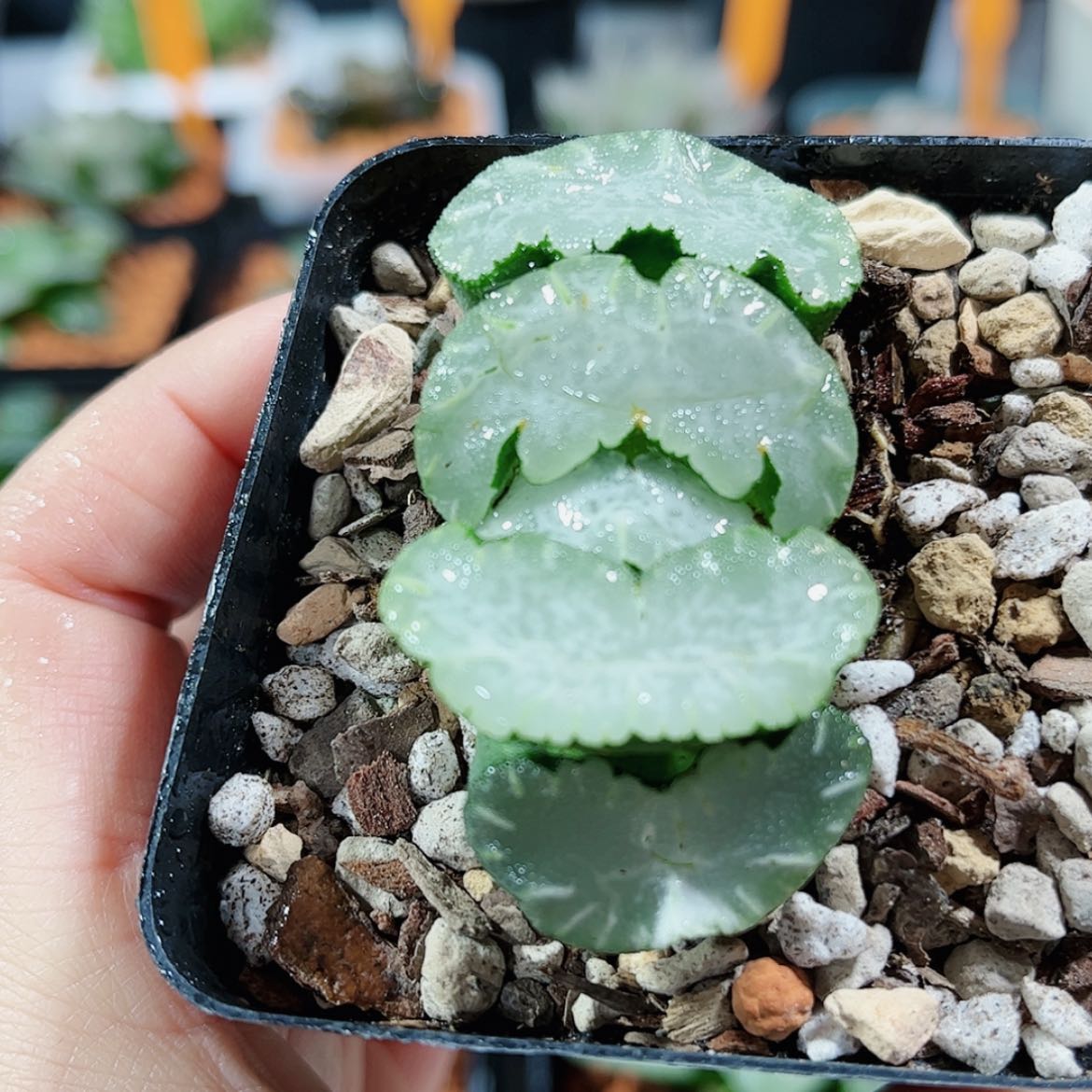 【闪购商品】白熊玉扇