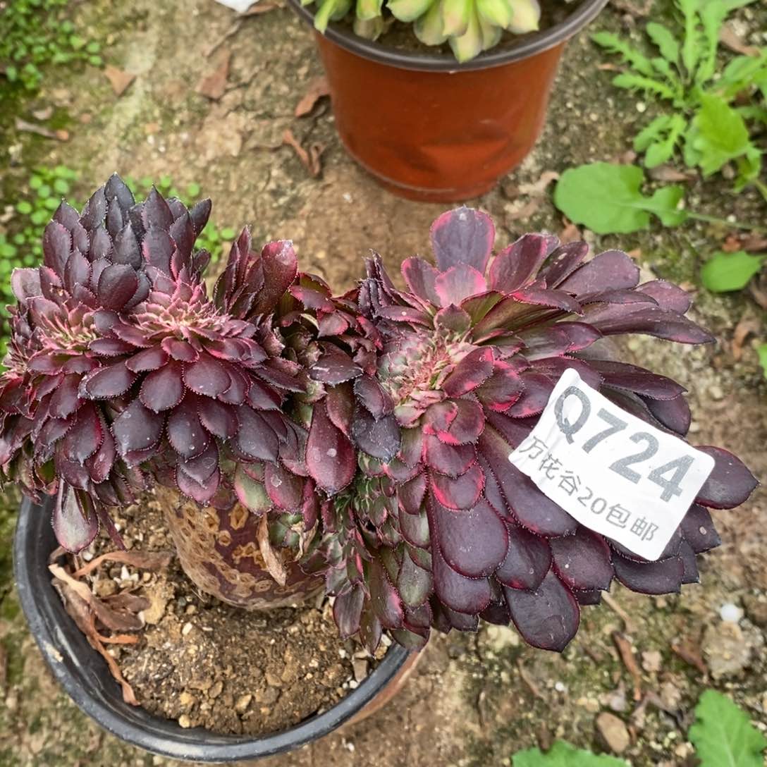 724黑金刚缀多肉植物