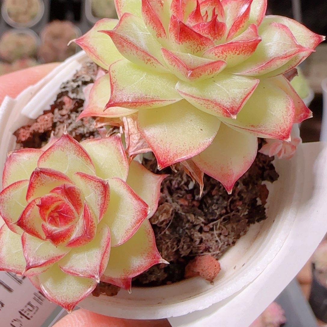 花语多肉1201-221散