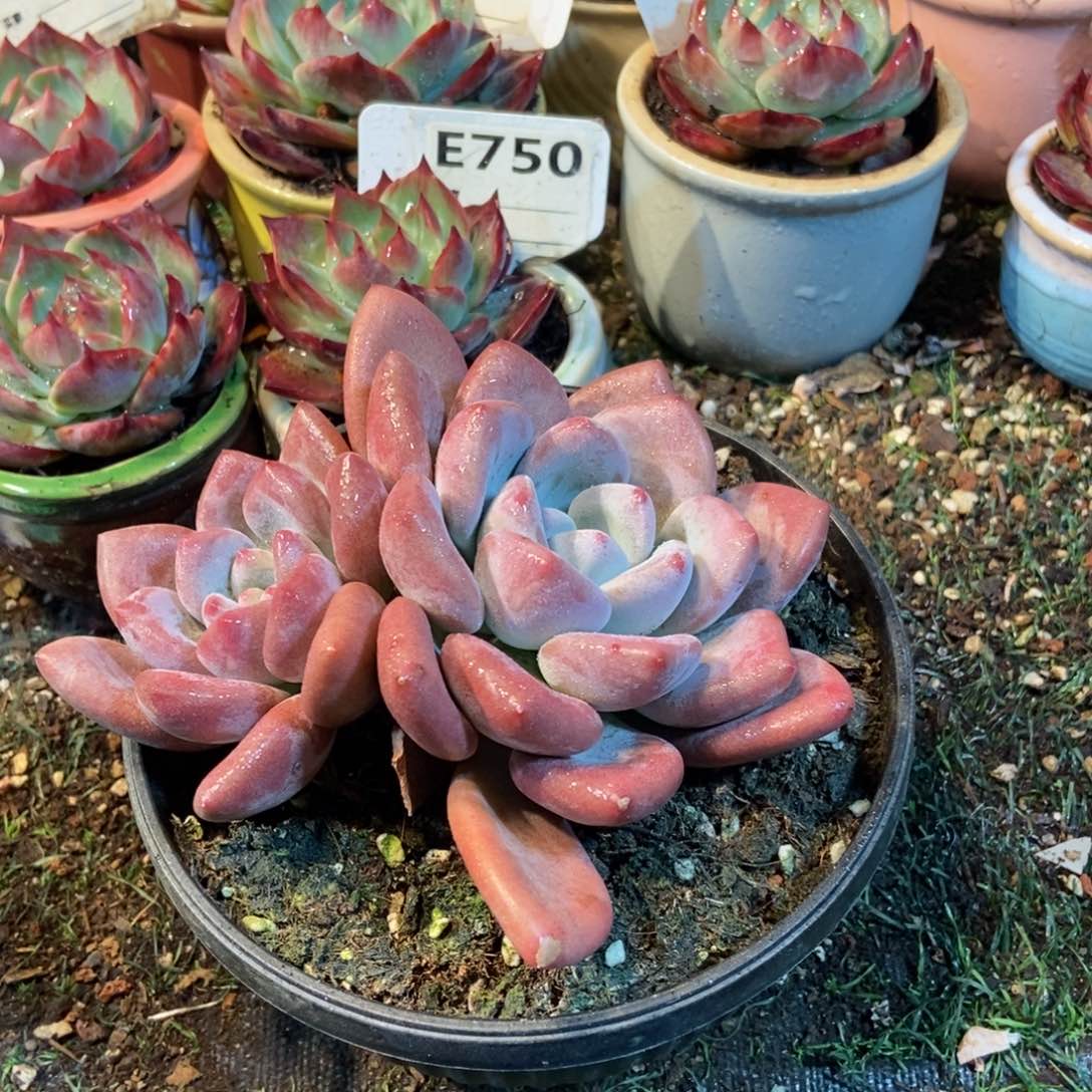 奥普多肉植物保护819