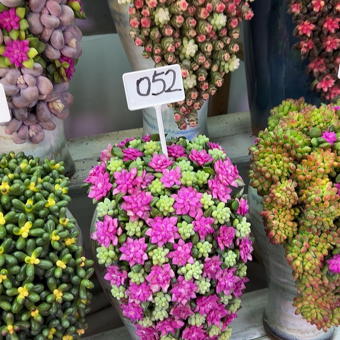 这个是005多肉植物的