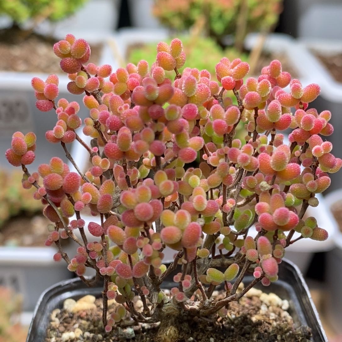 蜜桔糖球枝干番杏D132