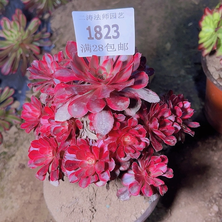 1823香奈尔多肉植物2号