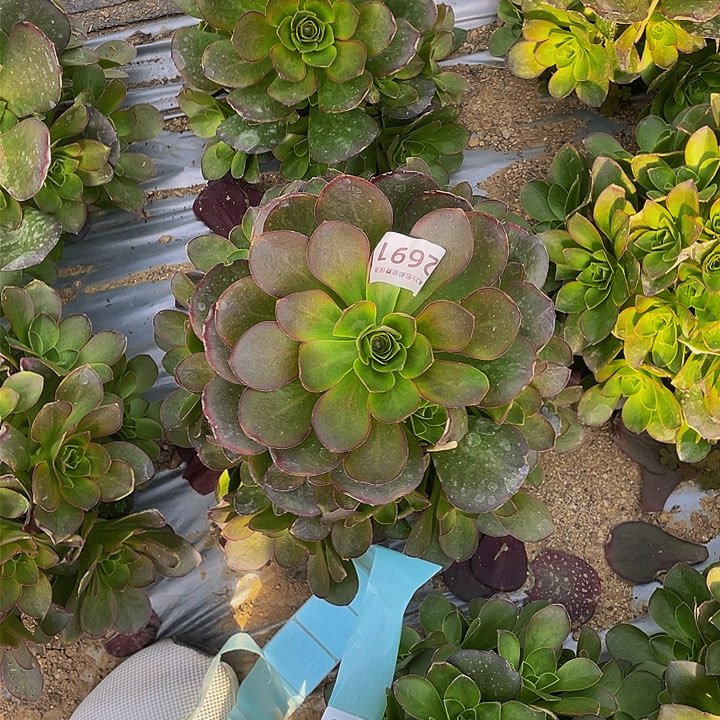 2691美金玫瑰多肉植物