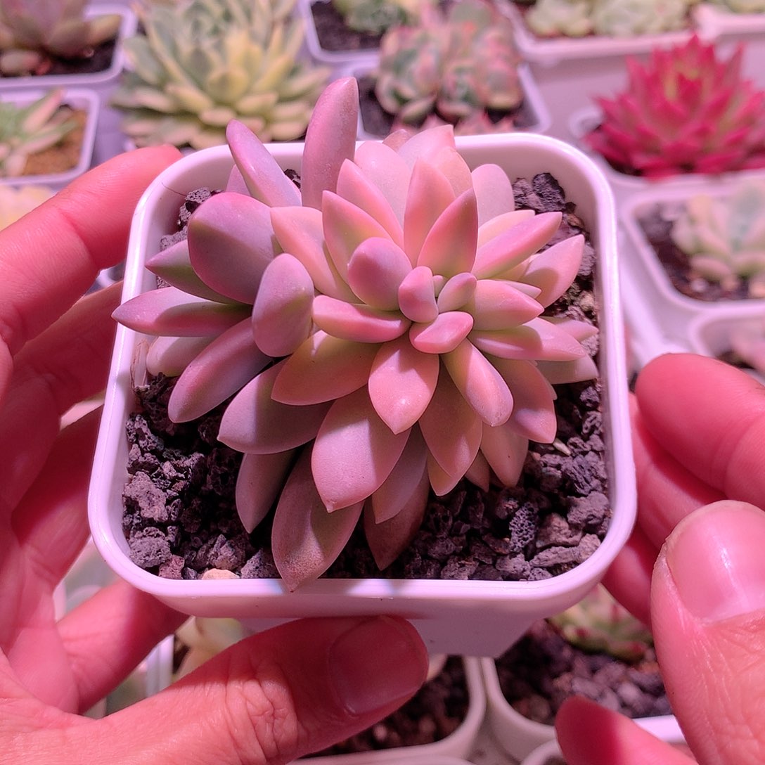 淡雪朵朵缀锦多肉植物