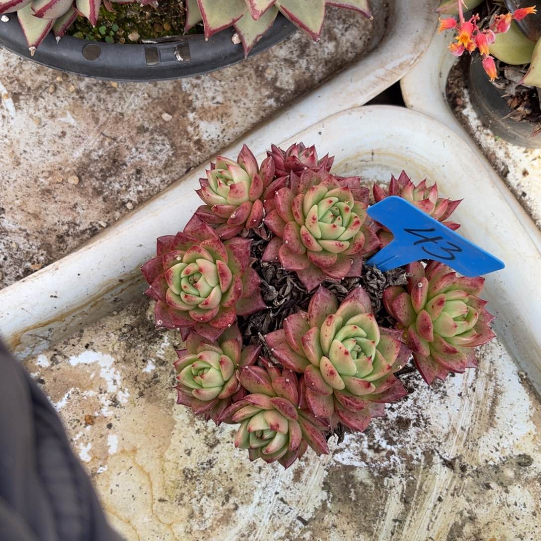 满***?0043多肉植物