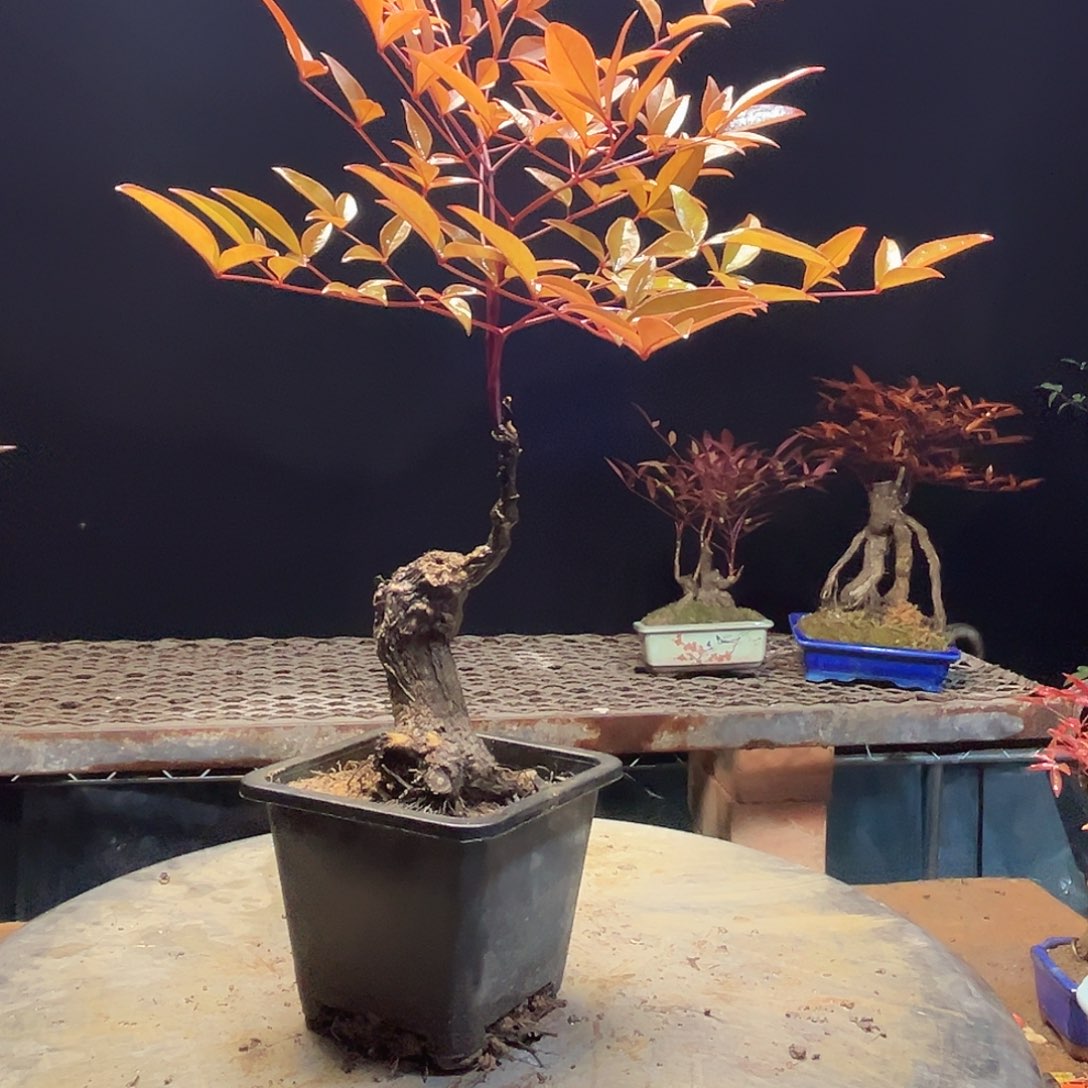 不开花植物000000011