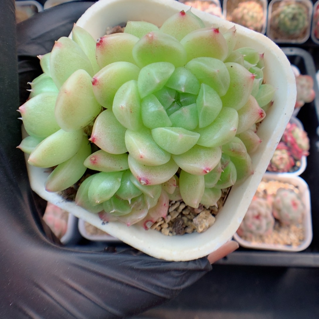 多肉植物。 麦秆56