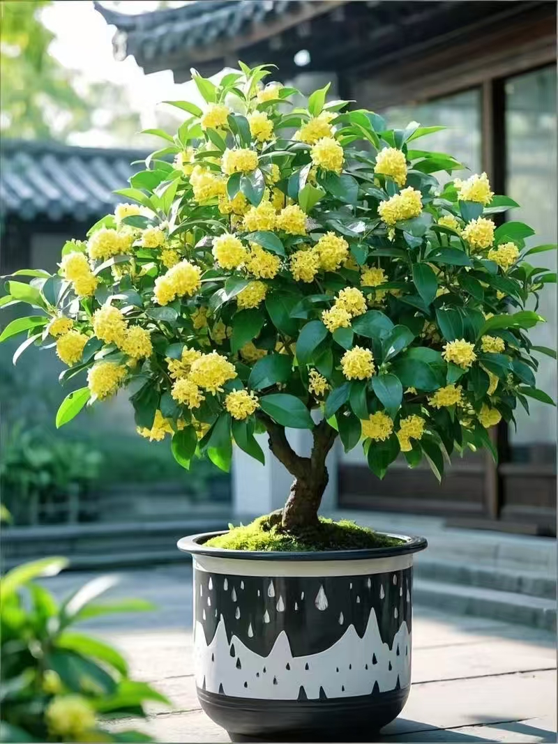 四季桂花盆栽浓香型花期长室内外好养绿植