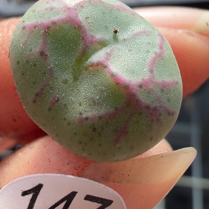 147干111111111111111111111