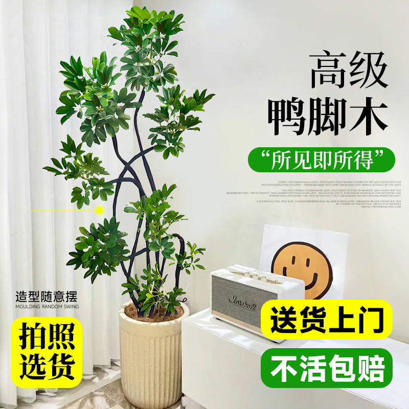 鸭脚木老桩造型盆栽室内大型绿植客厅四季常青耐养好活