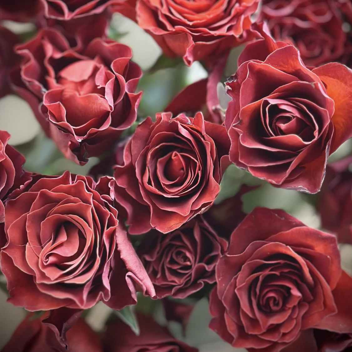 两单包邮！梦影咖啡10支（20%不售后）