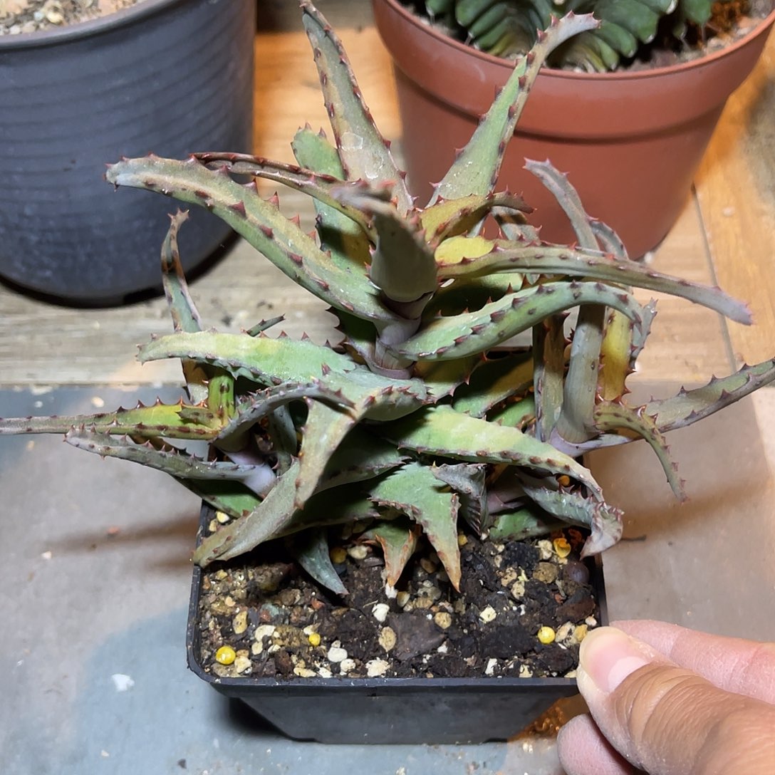 卡萨帝芦荟一物一拍