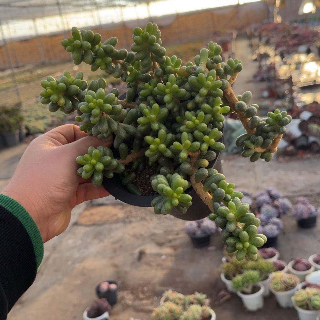 绿龟卵整装整群老桩