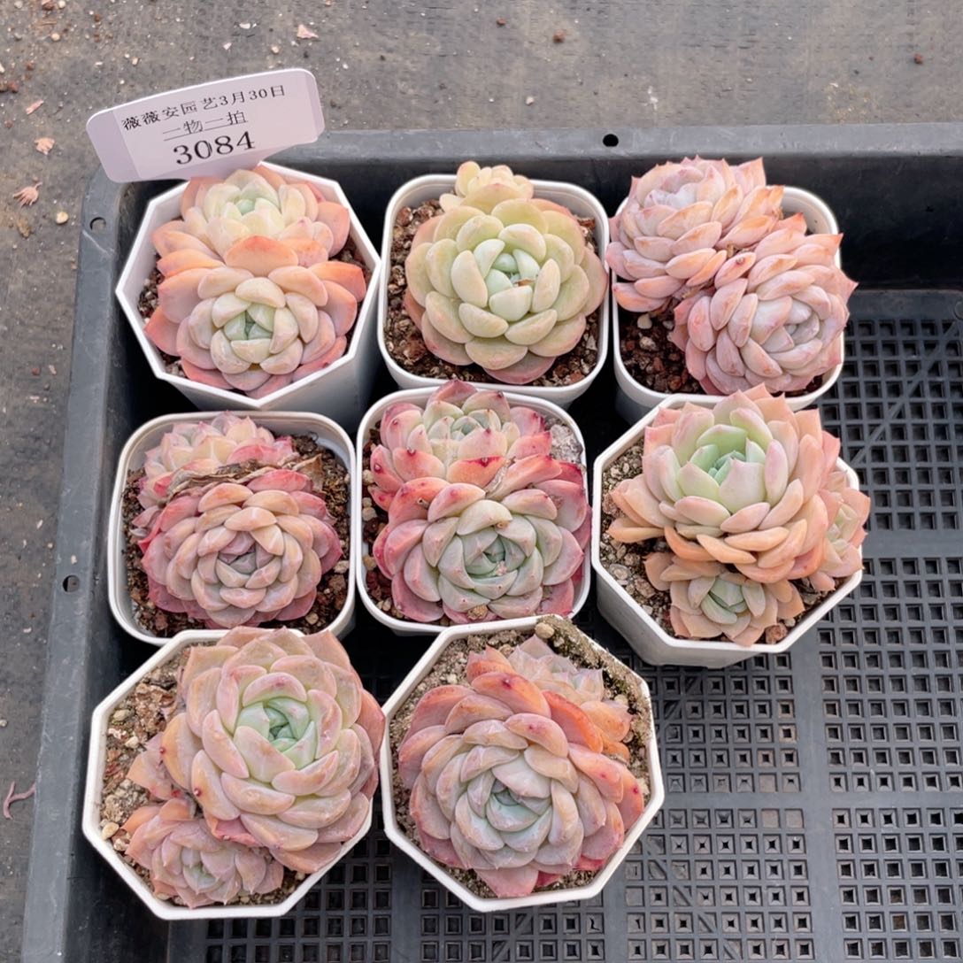薇薇安园艺多肉3084