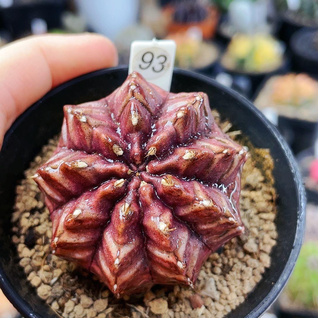 梦想非偏远地区满25裸根发货仙人球