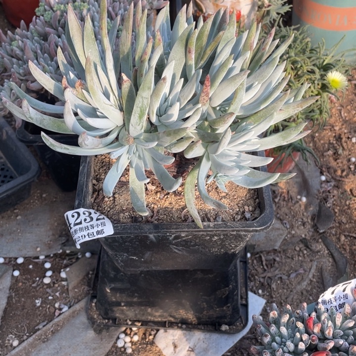 232号奥罗拉多肉植物