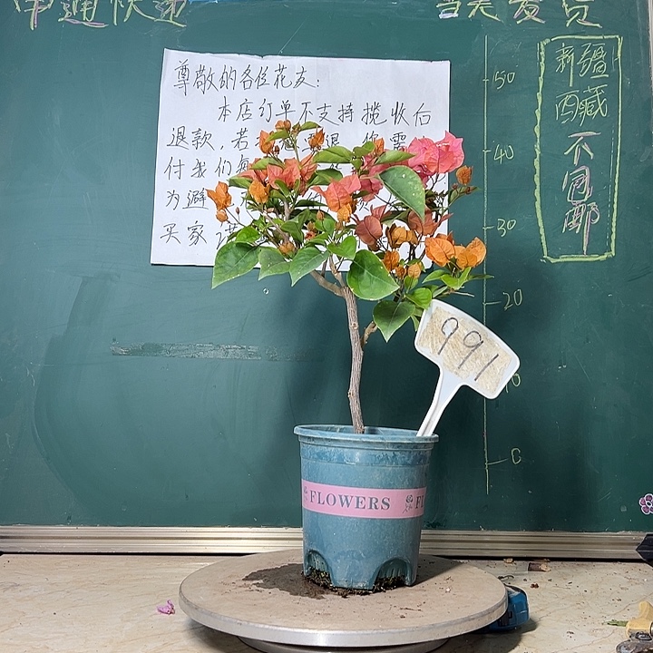 当前无花栽培后可以开花 波伊斯玫瑰  991