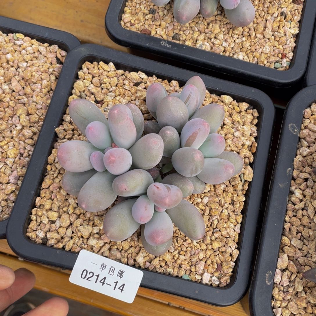 0214-14-米可奶酪。。。。。