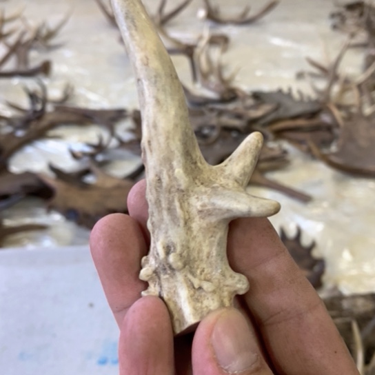 大叶紫檀（黑酸枝木类）