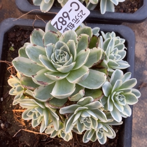 682山地玫瑰锦满25包邮多肉