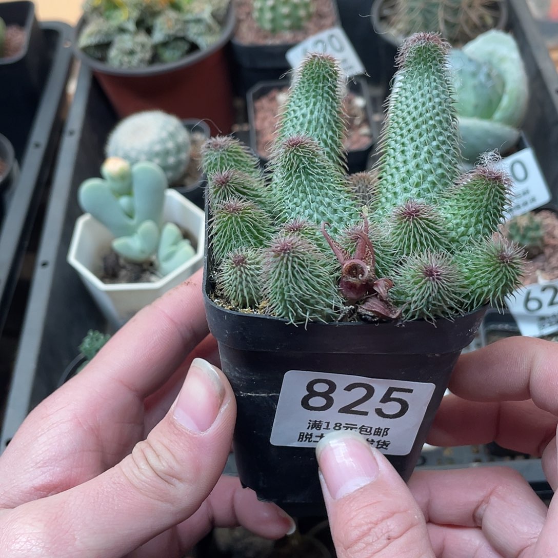 825阿修罗（满18包邮（脱土发货）