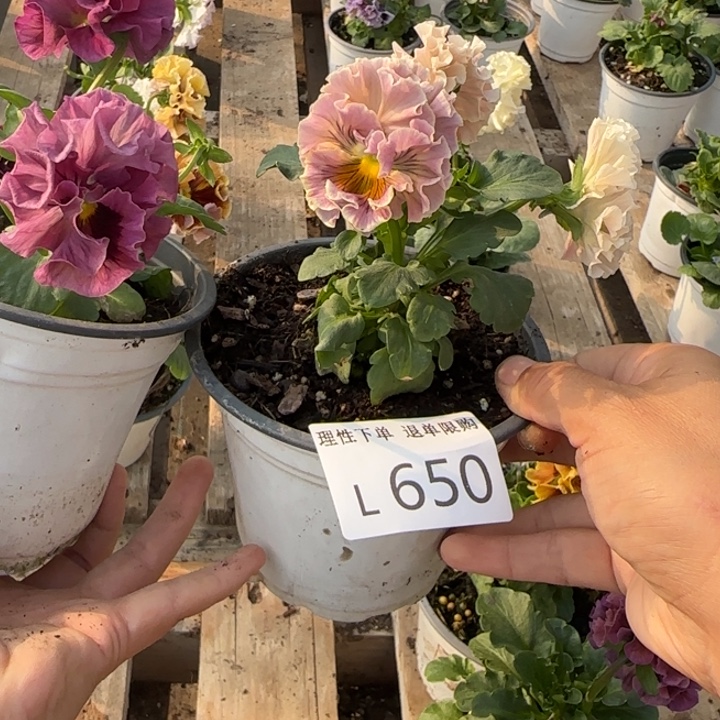 睡****无花朵L650两棵一组小苗零下5勿拍