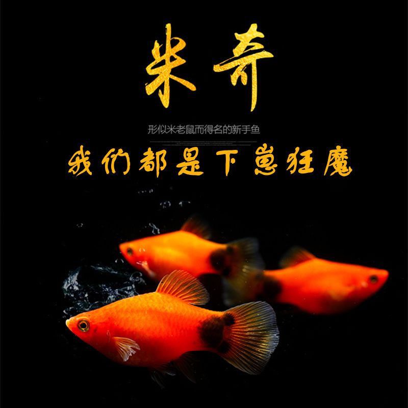 红红火火下崽狂魔适合新手红米奇鱼胎生小型热带观赏鱼生小鱼宝宝