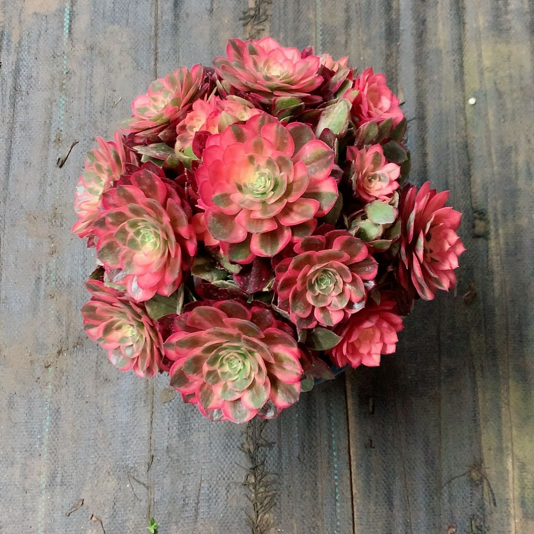 【闪购商品】二**姨黑魔锦，多肉