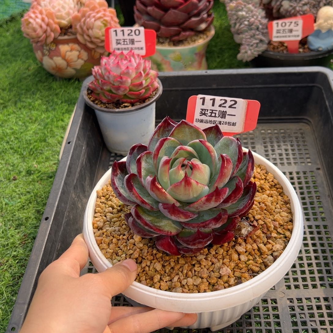 表妹精品多肉1122