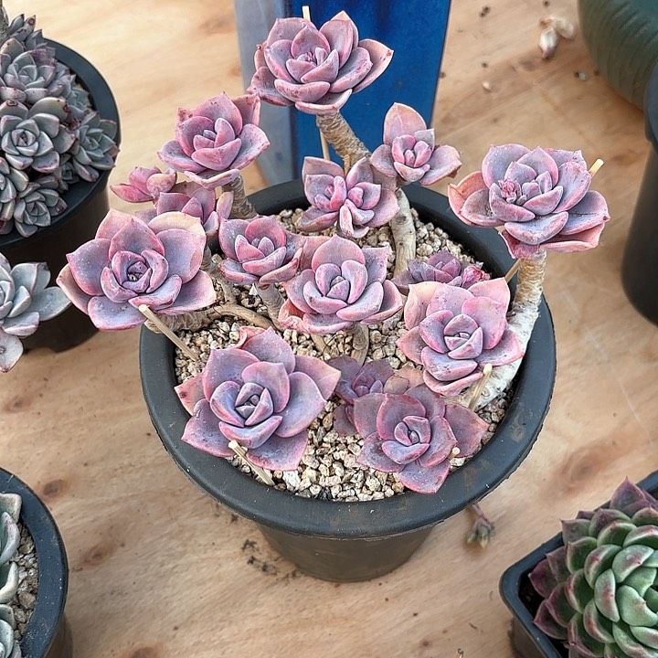 多肉植物，彩虹糖