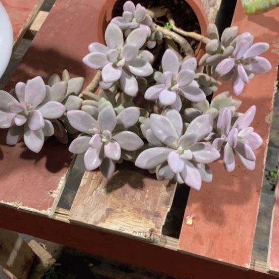 遇**阳桃霜多肉54555456528888