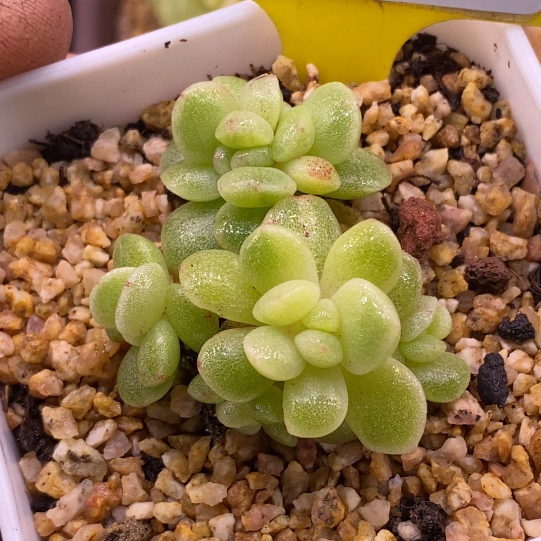 c***l558冰玉石化黄锦，6头