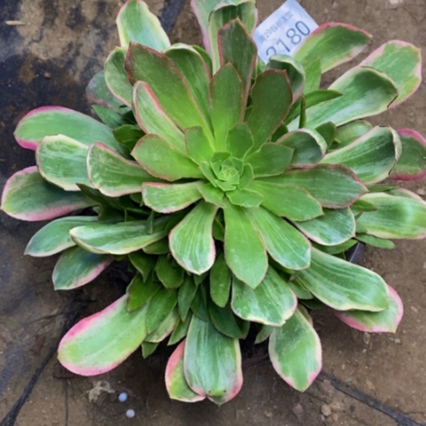 浣纱多肉植物2180