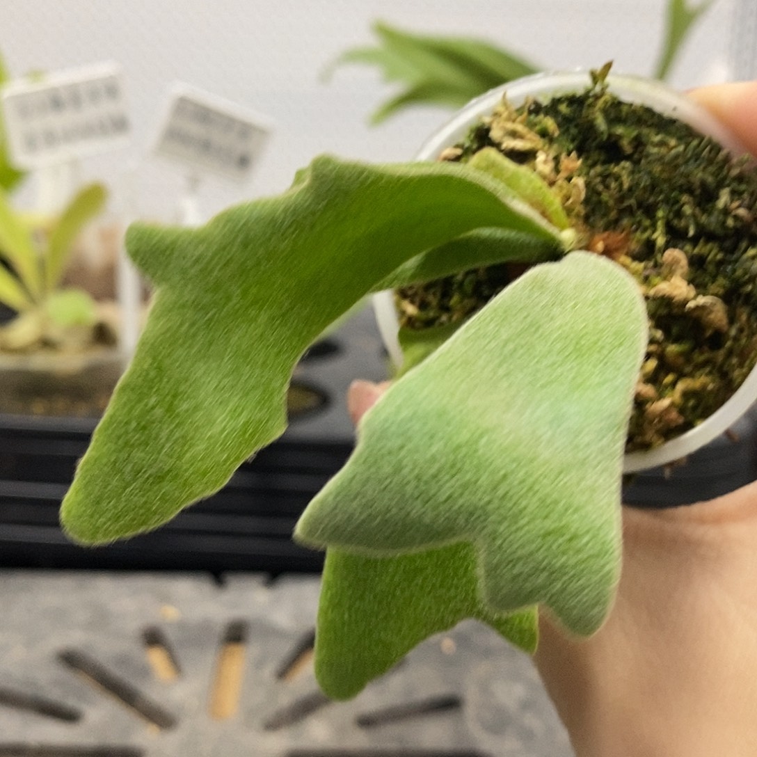 无花朵柠檬鹿角蕨